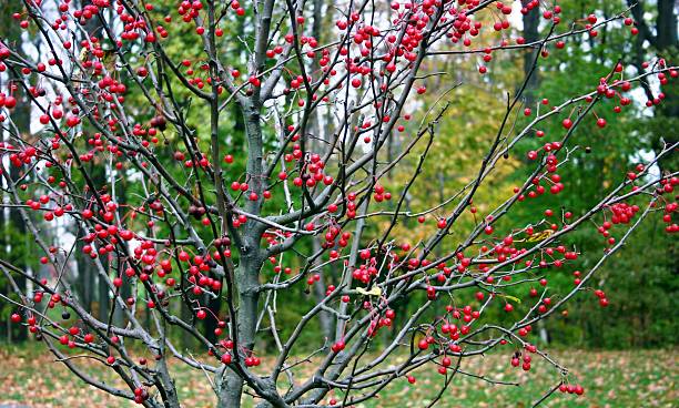 Winterberry Holly, Ilex verticillata, during fall Winterberry Holly,  with leaves shed in autumn and which then sprout red berries on leafless branches. This colourful display of red lasts through fall and winter. Photographed in New Jersey, USA. winterberry holly stock pictures, royalty-free photos & images