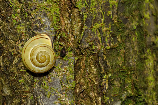 A Snail and a mysterious arthropod resting next to each other