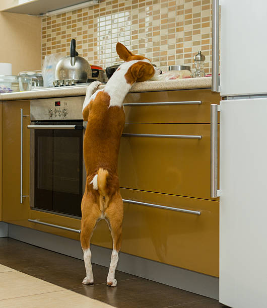 istock Hungry  basenji dog having a look at kitchen bar 498282907
