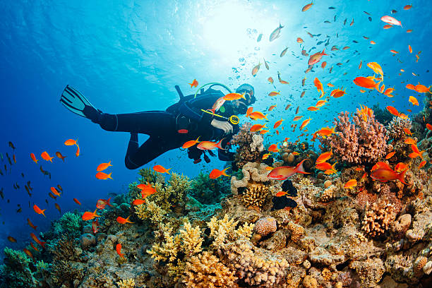 Underwater  Scuba diver explore and enjoy  Coral reef  Sea life Scuba diving. Beautiful sea life. Underwater scene with young women, scuba diver, explore and enjoy at coral reef. School of red sea fish (scalefin anthias). marine life stock pictures, royalty-free photos & images
