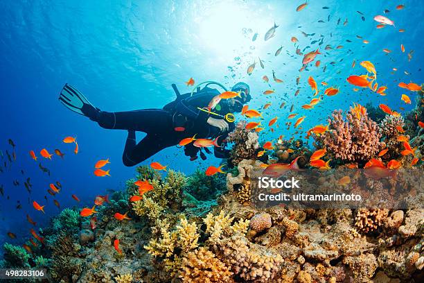 Underwater Scuba Diver Explore And Enjoy Coral Reef Sea Life Stock Photo - Download Image Now