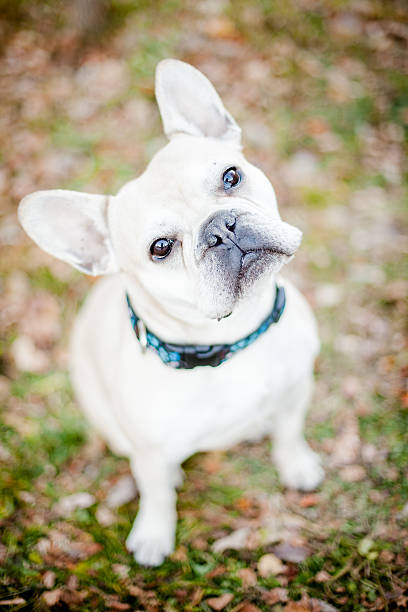 French Bulldog stock photo