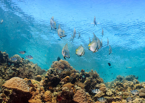 istock Batfish and others around a shallow coral reef 498283645