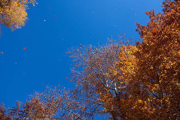istock Yellow Leaves in the Fall Season 498283646