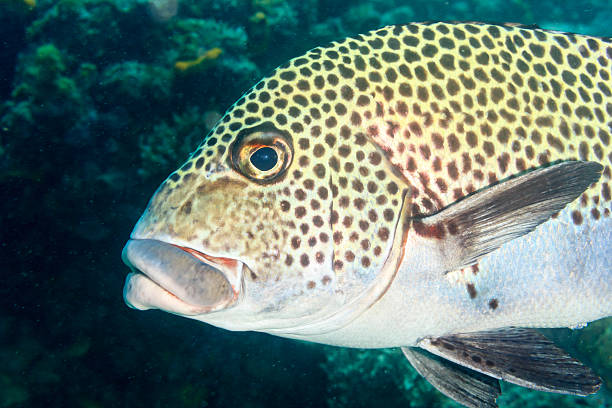 istock Harlequin Sweetlips being cleaned on a coral reef 498283661