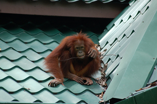 Wild orangutan sat on a green tiled roof chewing on a stick, in Sepilok, Borneo, Malaysia