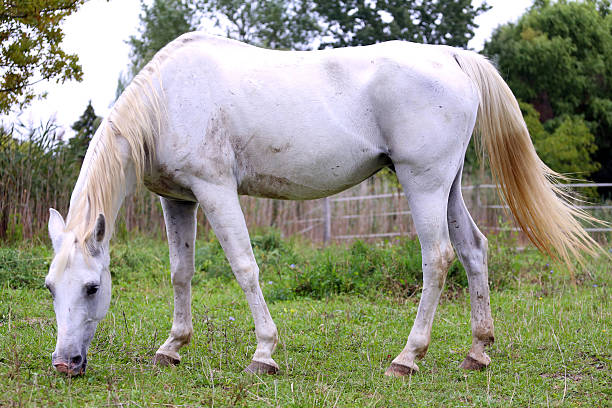 Draft Horse portrait in a pasture in the french country