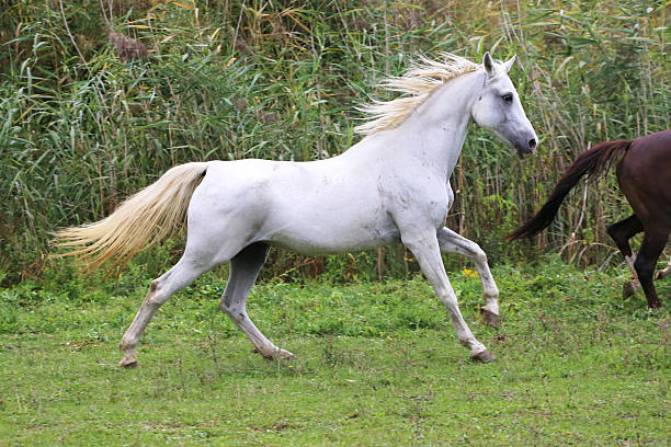 Close-up of a white horse eating green grass, showcasing its speckled face and braided mane in a natural setting.