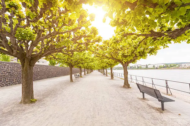 Empty footpath along Rhine river in Bonn. There are two rows of trees with green leaves, and some benches to take a seat. In the bottom of the image there is a lot of free space to add some text.