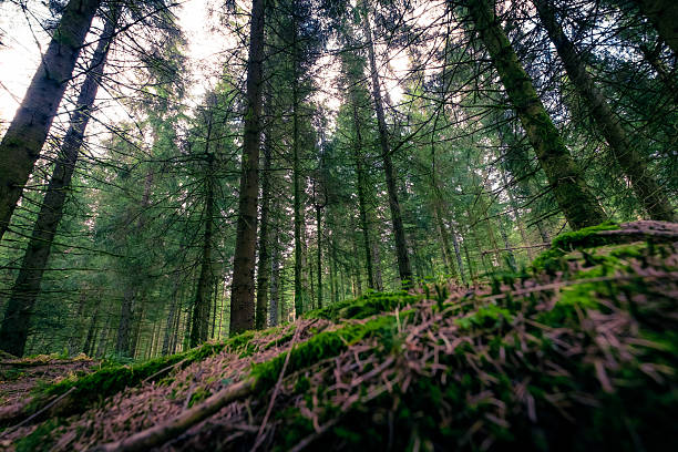 istock Tall Tress of Dark Deep Black Forest, Germany 498284968