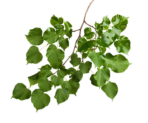 istock Branch with green leaves isolated on white background 498285003
