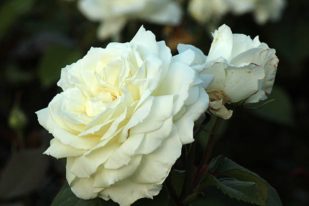 istock Rosa Jeanne Moreau Meidiaphaz - Rose 498285453