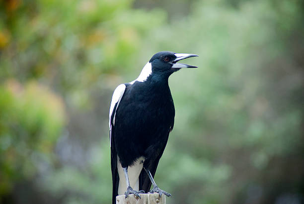 Australian magpie on post close up of an Australian Magpie on a post outside singing birdsong photos stock pictures, royalty-free photos & images