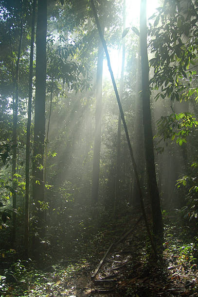 istock Shafts of Sunlight Breaking Through Borneo Jungle Mist 498286766