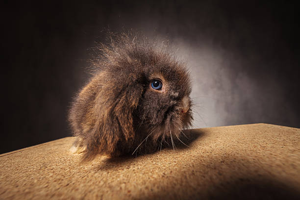 istock furry lion head rabbit bunny looking at the camera. 498286944