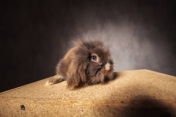 istock Cute lion head rabbit bunny sitting on a wood box 498287064