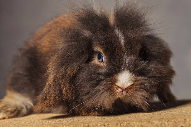 istock cute lion head rabbit bunny lying on a wood box. 498287164