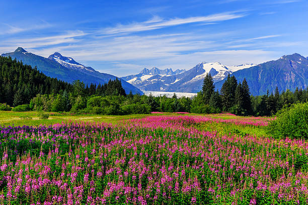 juneau, alaska - glaciar de mendenhall fotografías e imágenes de stock