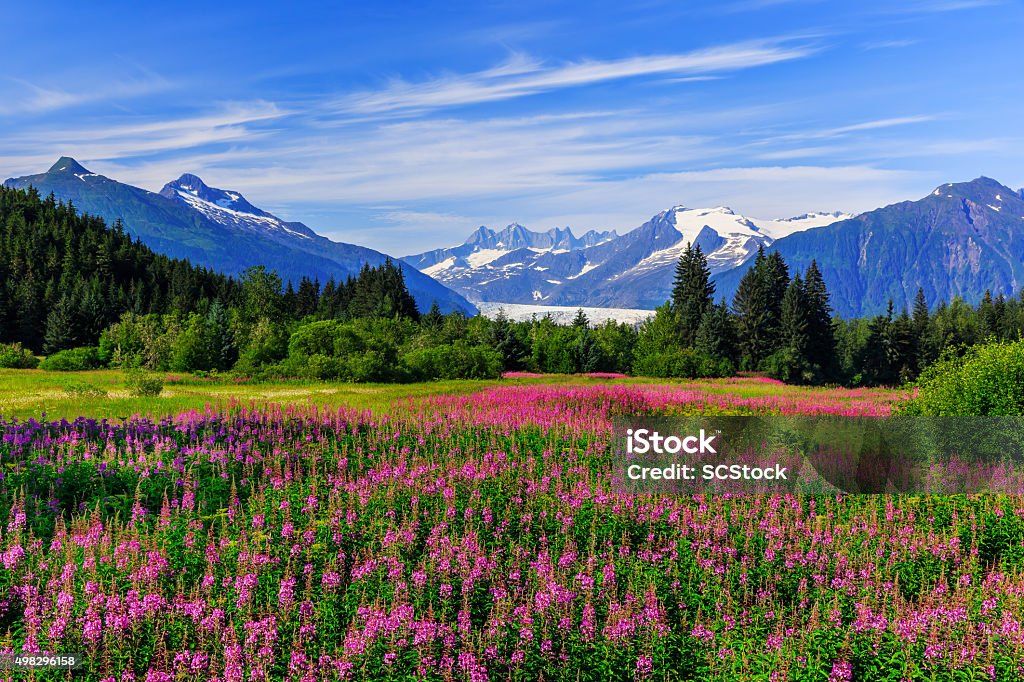 Juneau, Alaska Mendenhall Glacier Viewpoint with Fireweed in bloom. Juneau, Alaska Alaska - US State Stock Photo