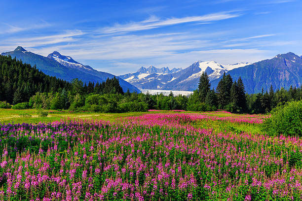 Juneau, Alaska Mendenhall Glacier Viewpoint with Fireweed in bloom. Juneau, Alaska glacier photos stock pictures, royalty-free photos & images