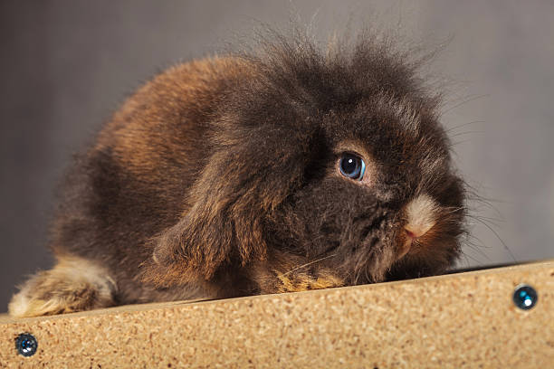 istock Cute lion head rabbit bunny lying on a wood box, 498296244