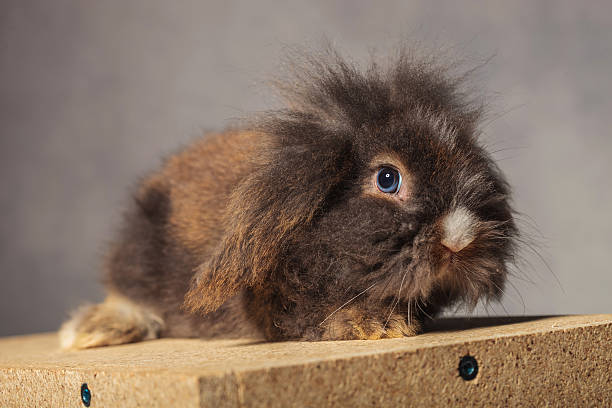 Side view of a cute lion head rabbit bunny sitting