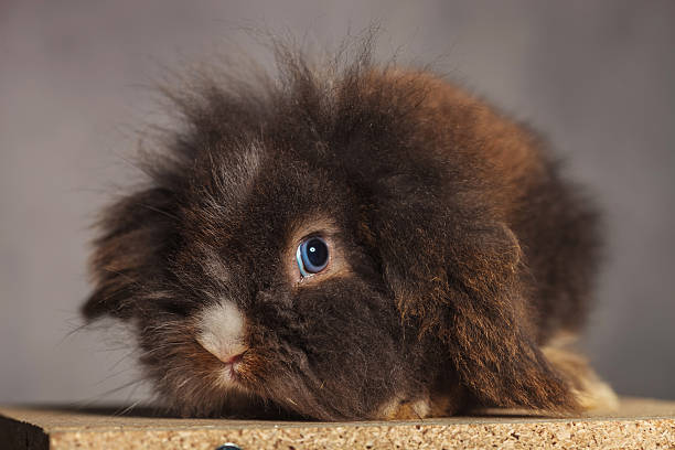 istock Picture of a cute lion head rabbit bunny sitting 498296688