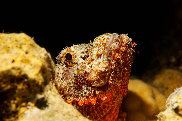 istock Stonefish  Underwater  sea life  coral reef 498297500