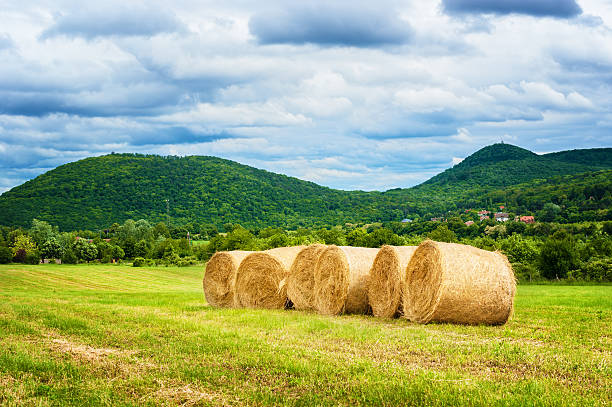 istock Hay bales after harvest. 498298474