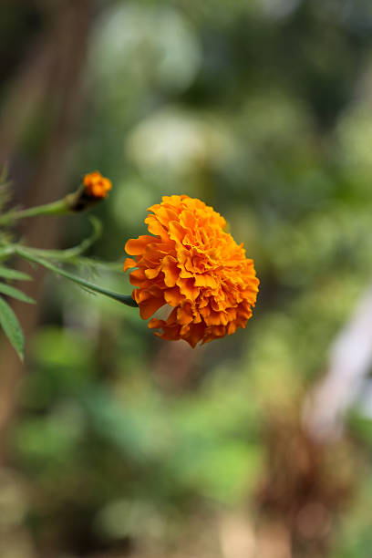 istock Orange flower in Indonesia. 498298724