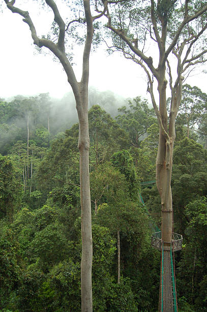 istock Treetop Canopy Walkway Danum Valley Borneo 498299990