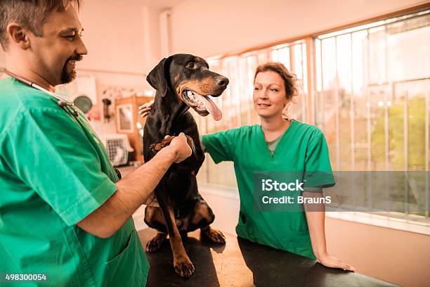 Two Vets Having A Medical Exam With A Black Dog Stock Photo - Download  Image Now - Veterinarian, Animal Hospital, Teamwork - iStock