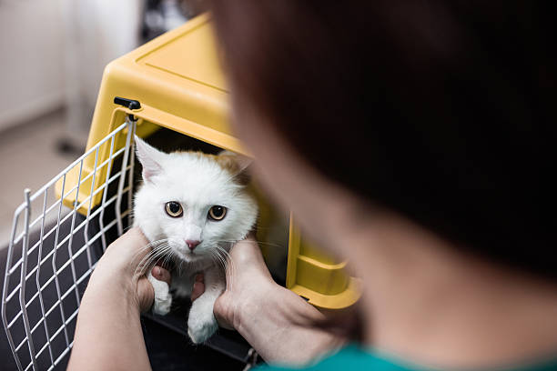 White cat in a cage at vet's office. Unrecognizable veterinarian taking out a cat from a box. transportation cage stock pictures, royalty-free photos & images