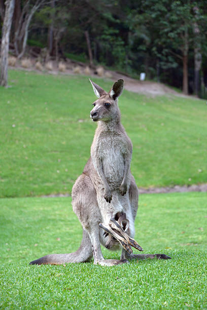 istock Kangaroo with Baby Joey hiding in Pouch 498300644