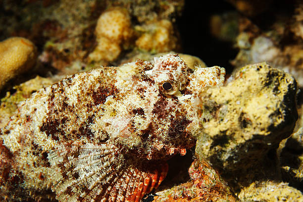 istock Stonefish  Underwater  sea life  coral reef 498300704