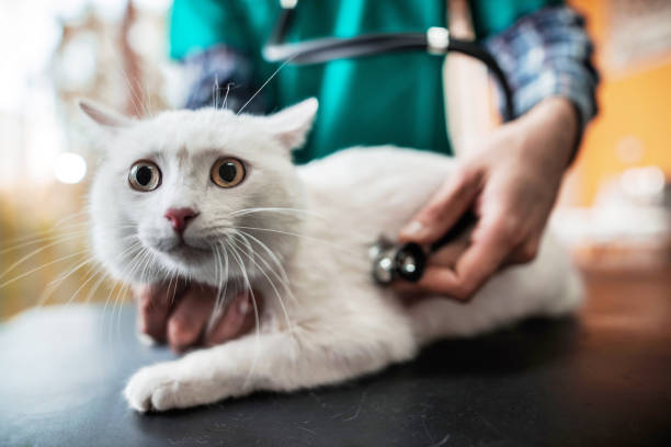 istock White cat on a medical exam at veterinarian office. 498300746