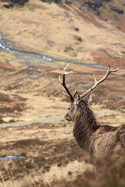 istock Young stag on the wilderness at the highlands 498301604
