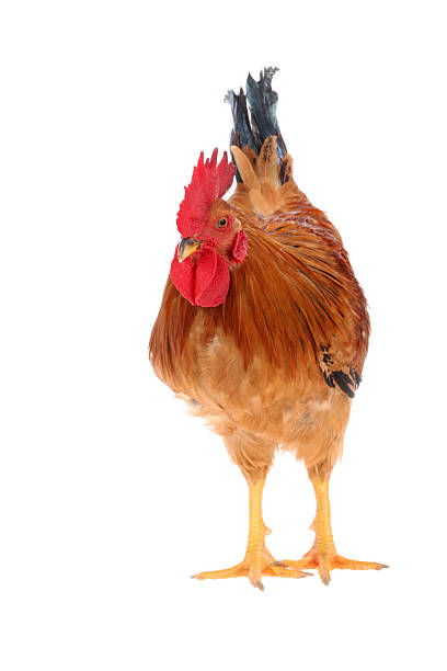 istock Close-up of a cock 498302544