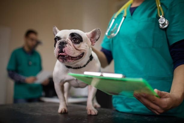 istock Unrecognizable vet having a medical exam with a bulldog. 498304126