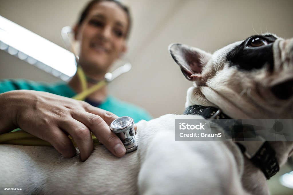 Close up of a vet's medical exam with a stethoscope. Close up of a veterinarian examining a bulldog with a stethoscope. 2015 Stock Photo