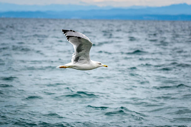 istock Seagull is flying and soaring in over the sea 498304380