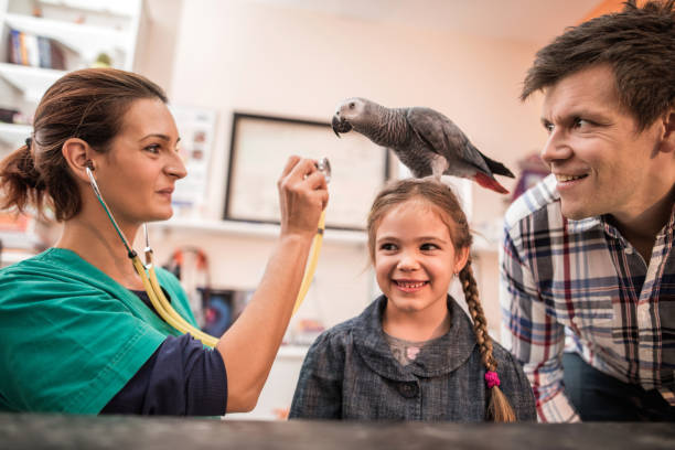Smiling father and daughter with their parrot at vet's office. Smiling female veterinarian examining a parrot who is standing on little girl's head, while girl's father is next to her. three parrots stock pictures, royalty-free photos & images