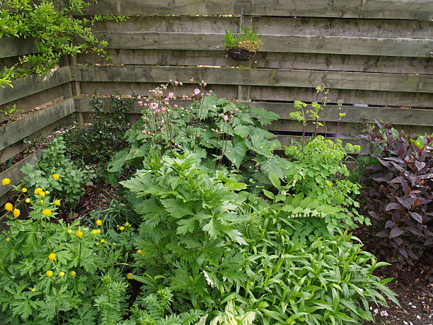 istock Scottish country garden, back bed, front 498304656
