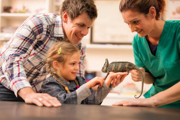 istock I brought my chameleon for you to examine it! 498305080