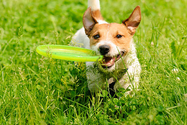 istock Dog playing at green grass with flying disk 498305222