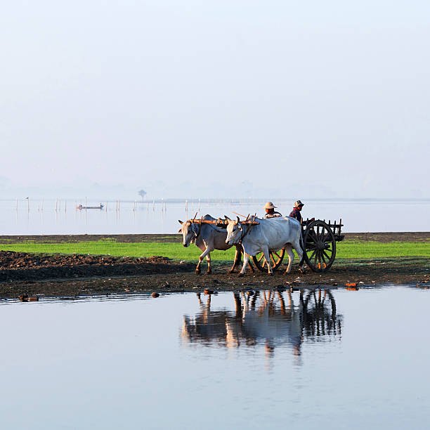 Taungthaman lake in Myanmar Amarapura, Myanmar - January 12, 2011: Burmese farmers riding on the harness of draughts on the road to Mandalay. Amarapura stock pictures, royalty-free photos & images