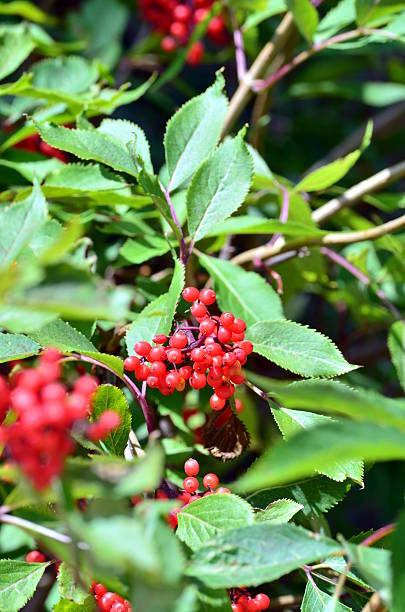 istock Rowan berries, Sorbus aucuparia 498307414