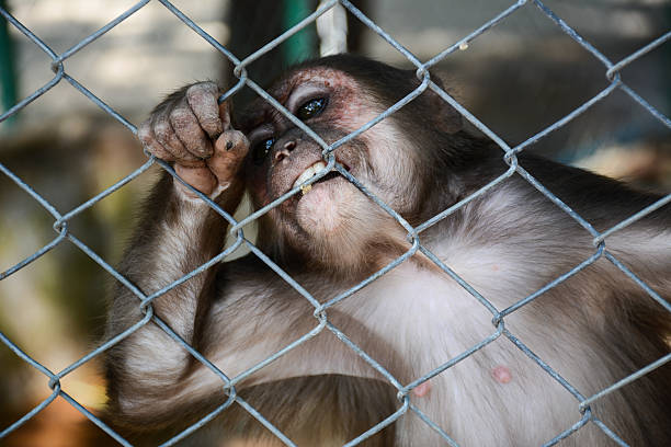 Monkey Monkey in a Cage,Not Freedom iron county wisconsin stock pictures, royalty-free photos & images