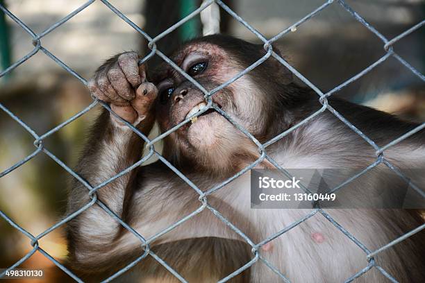 Monkey Stock Photo - Download Image Now - Animal, Ape, Monkey