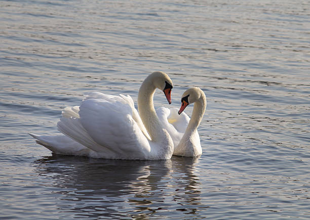 istock Pair of Mute Swans 498310832